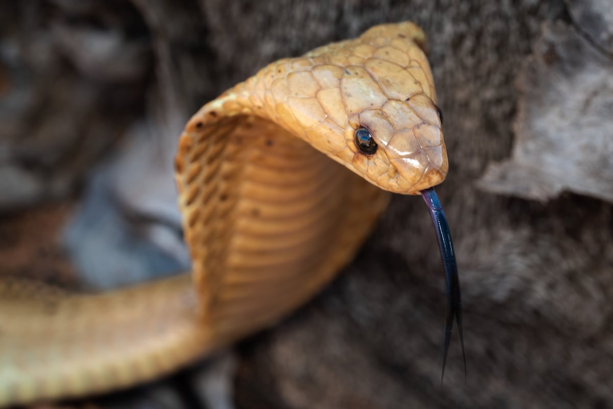 The Cobra of Fear - It waits silently, then strikes